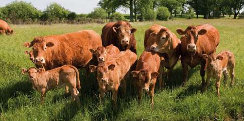 VACHE LIMOUSINE